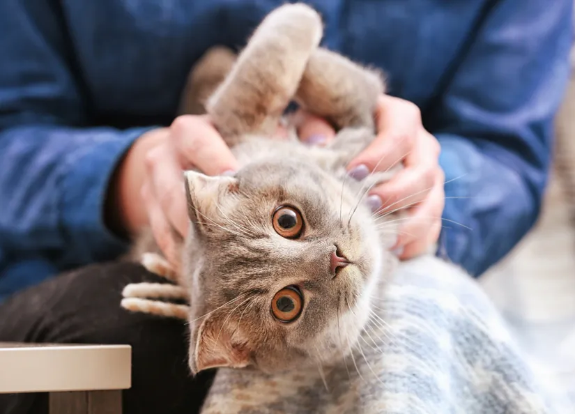 Cat desex