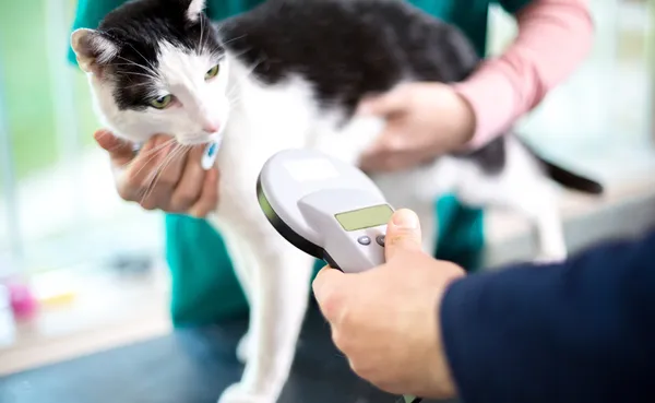 Cat microchip