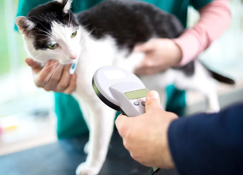 Cat microchip