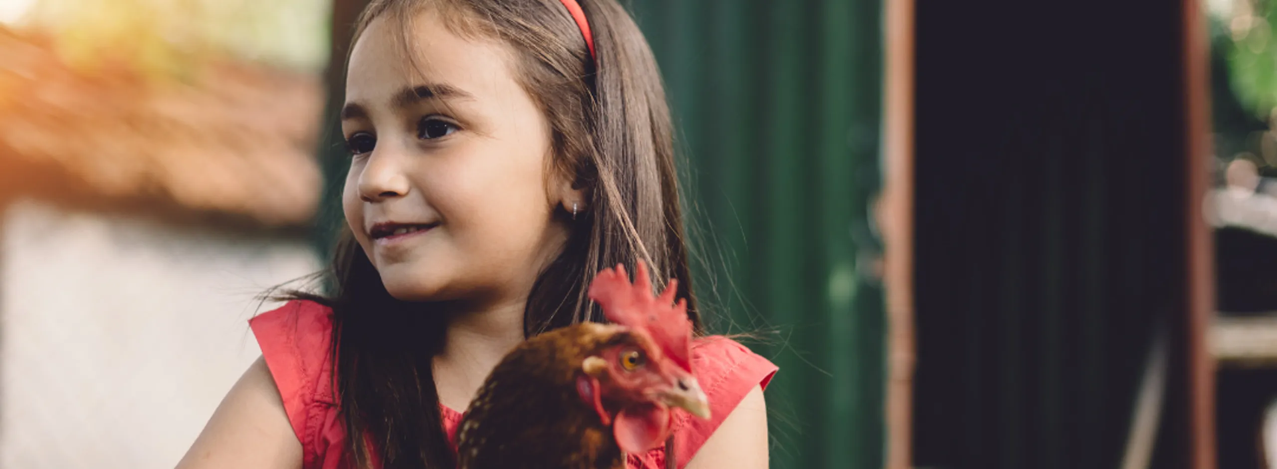 Chickens and roosters