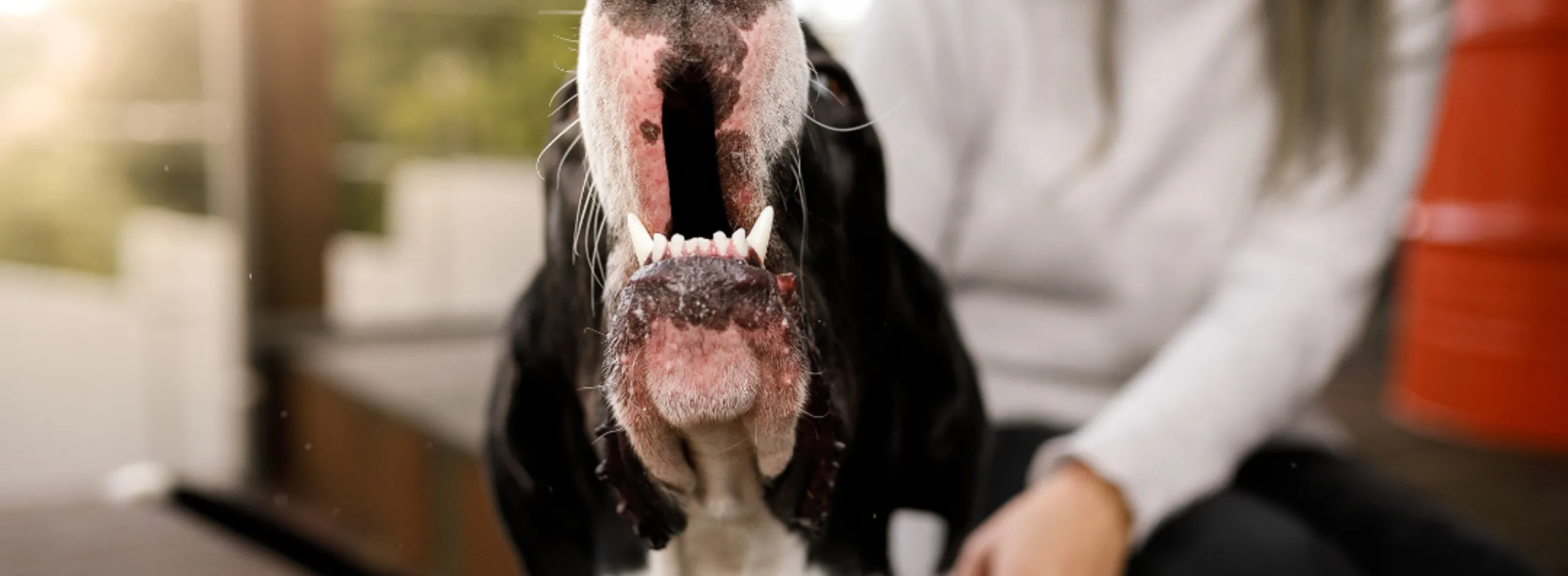Dog barking