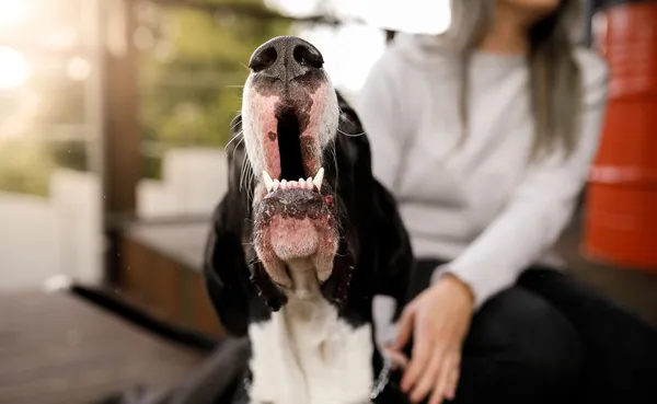 Dog barking