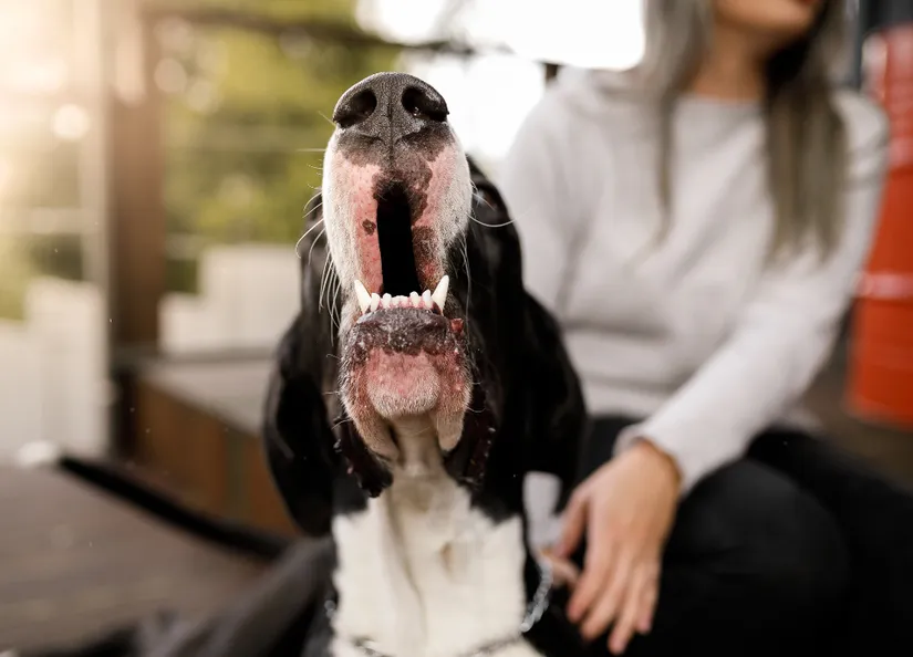 Dog barking