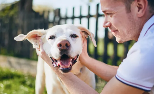 Dog desexing