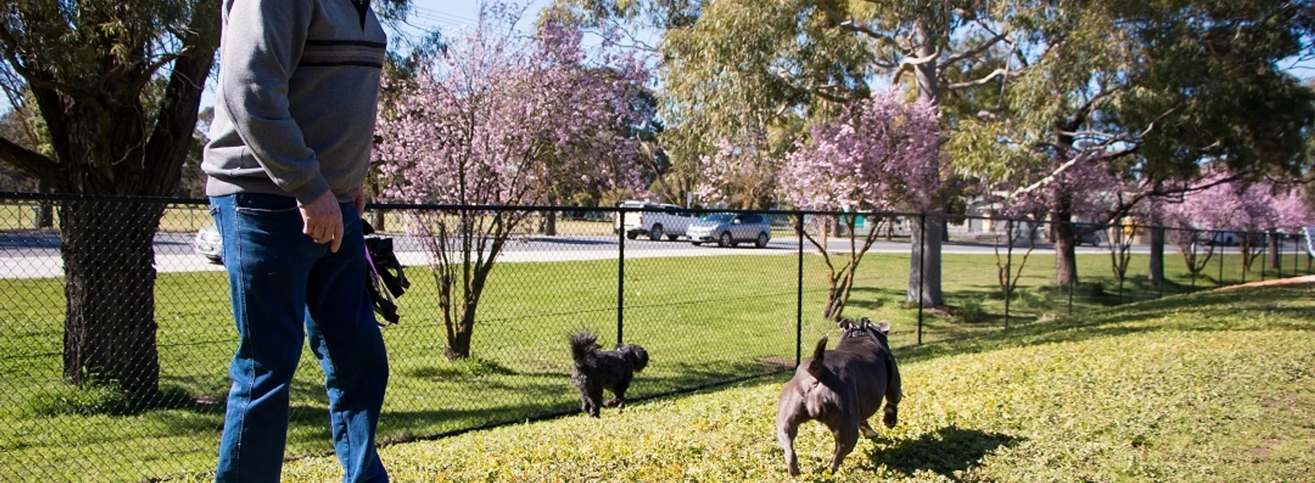 Dog registration