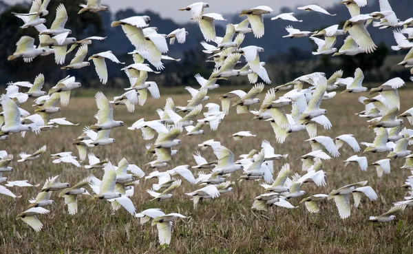 Little corellas