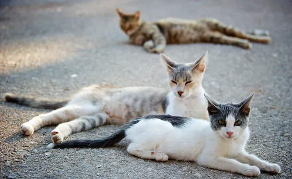 Stray cats