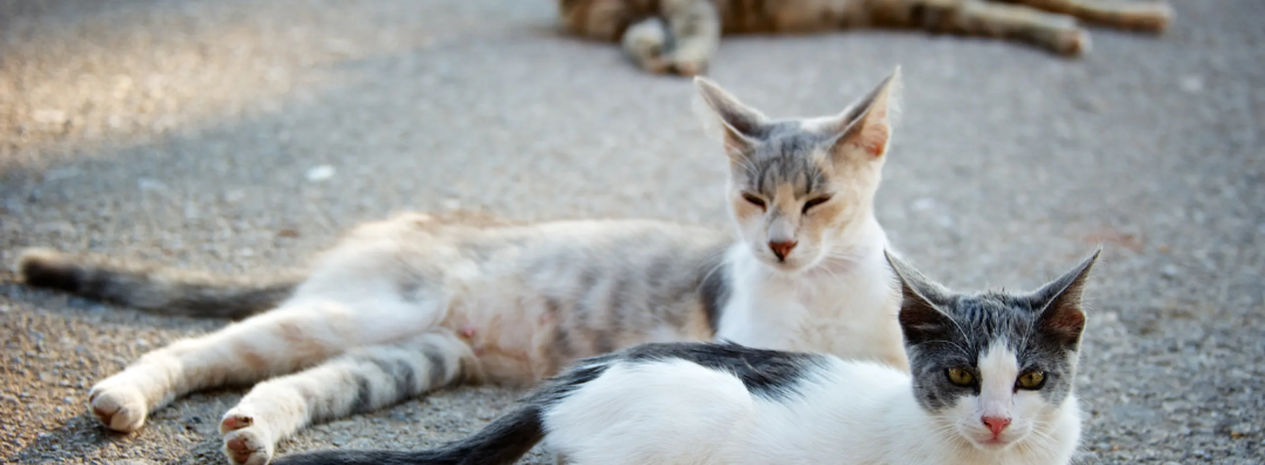 Stray cats