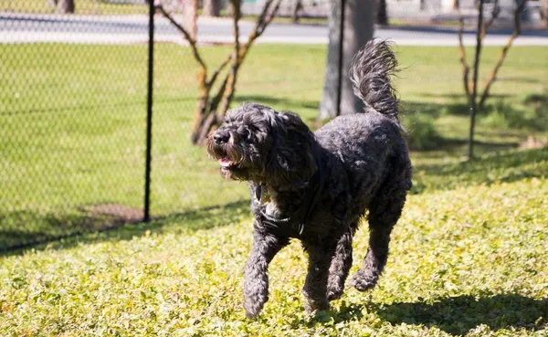 Wandering dog