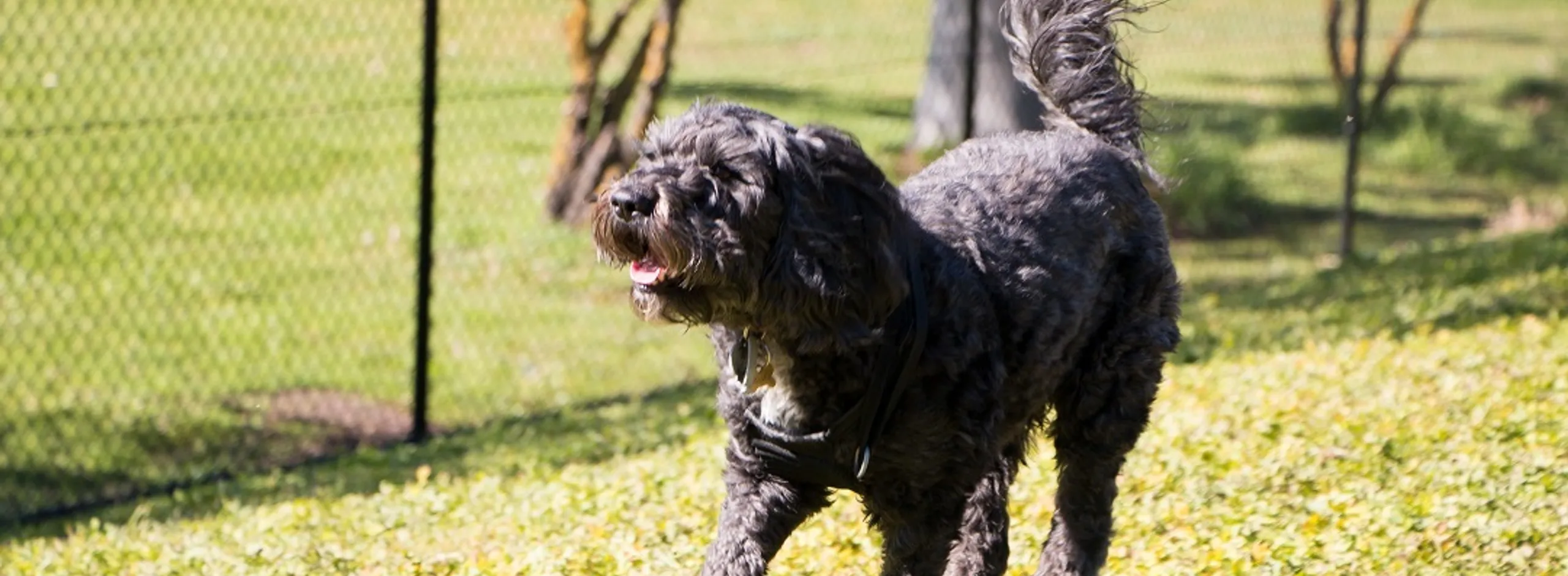 Wandering dog