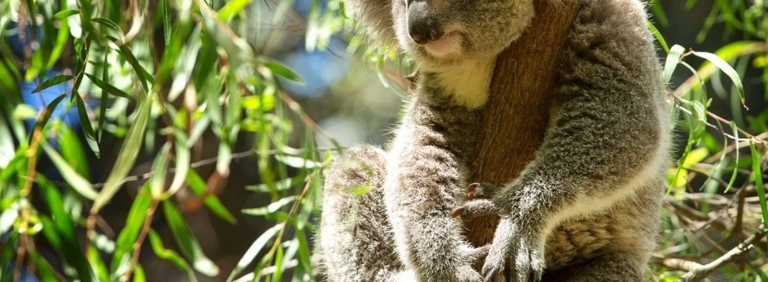 Parra wirra conservation park
