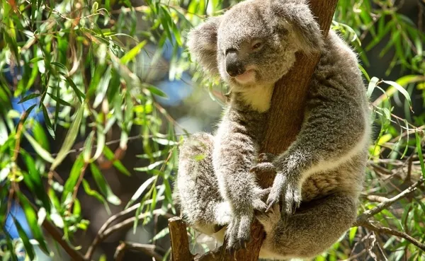 Parra wirra conservation park