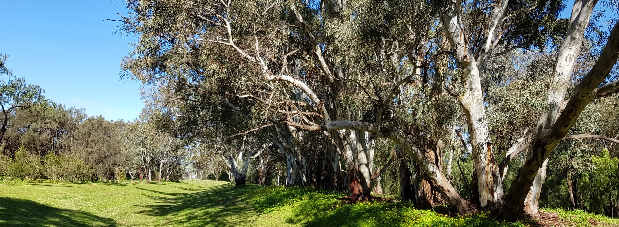 Row of trees