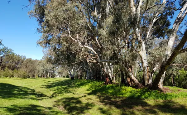 Row of trees
