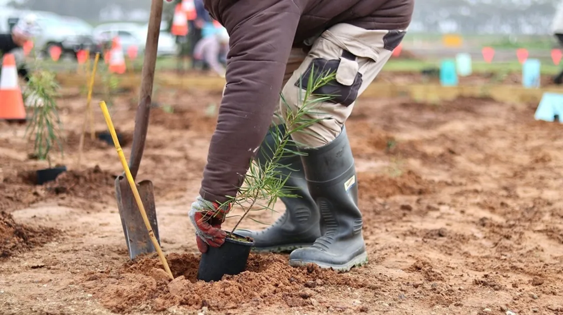 Seppeltsfield planting provided by organisation