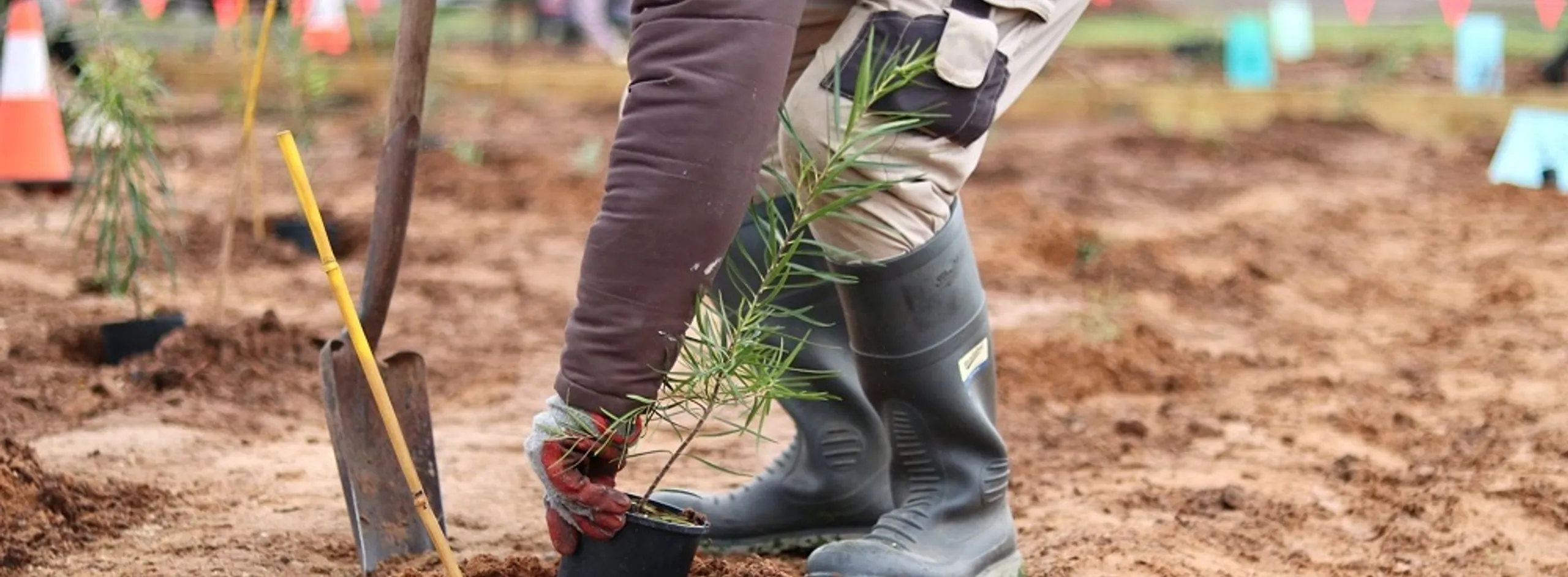 Seppeltsfield planting provided by organisation