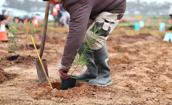 Seppeltsfield planting provided by organisation