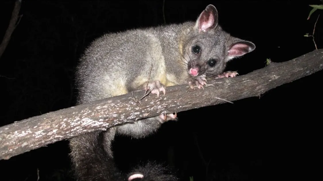 Barossa wildlife rescue