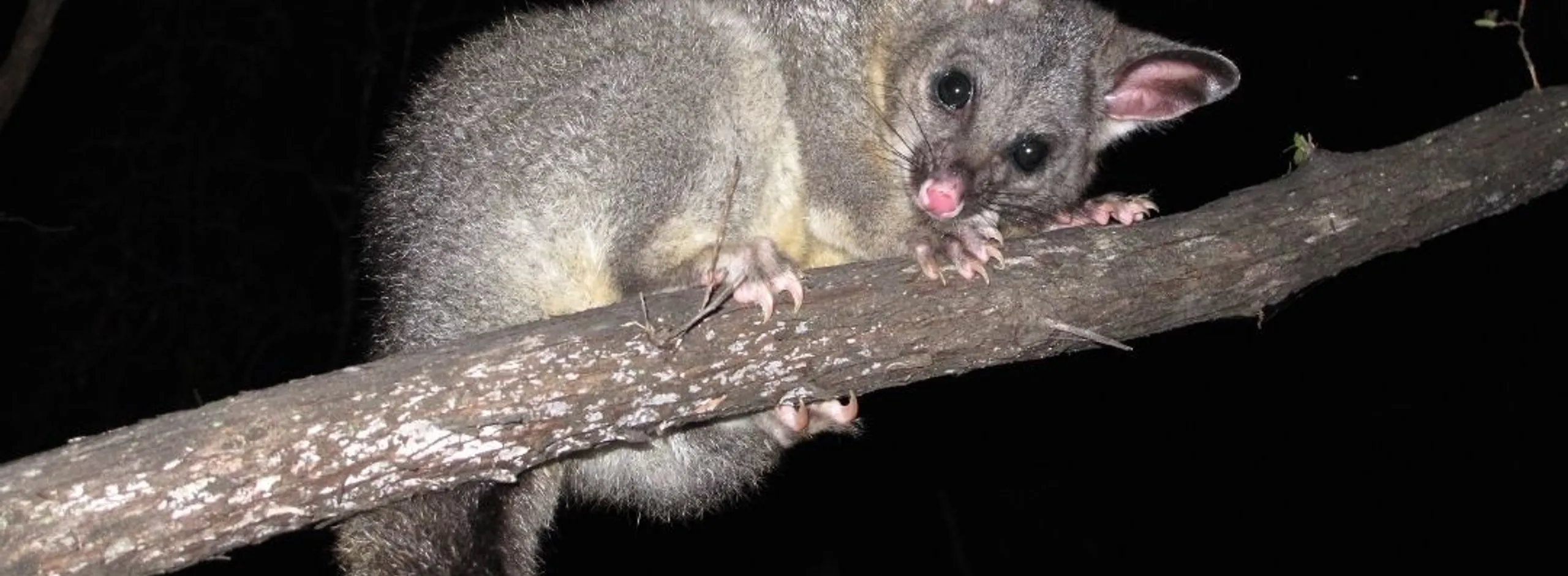 Barossa wildlife rescue