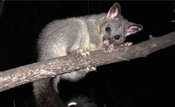 Barossa wildlife rescue