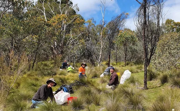 2 Trees for Life Volunteers tackling Pentameris pallida