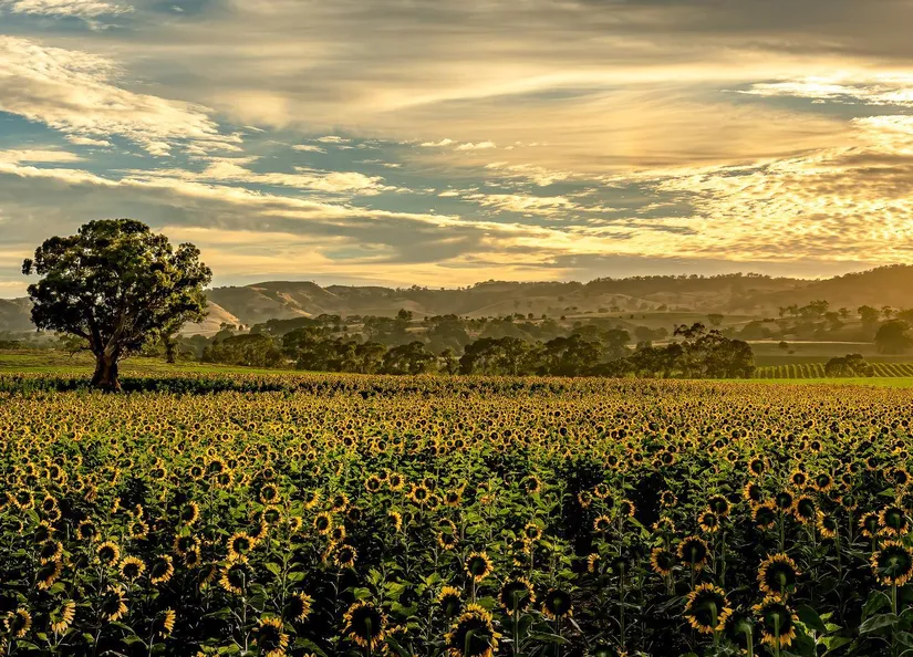 2025 Barossa Calendar Cover Photo Stuart Blackwell Fields of Joy