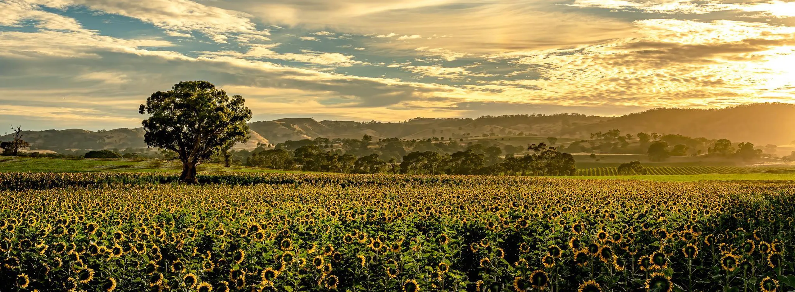 2025 Barossa Calendar Cover Photo Stuart Blackwell Fields of Joy